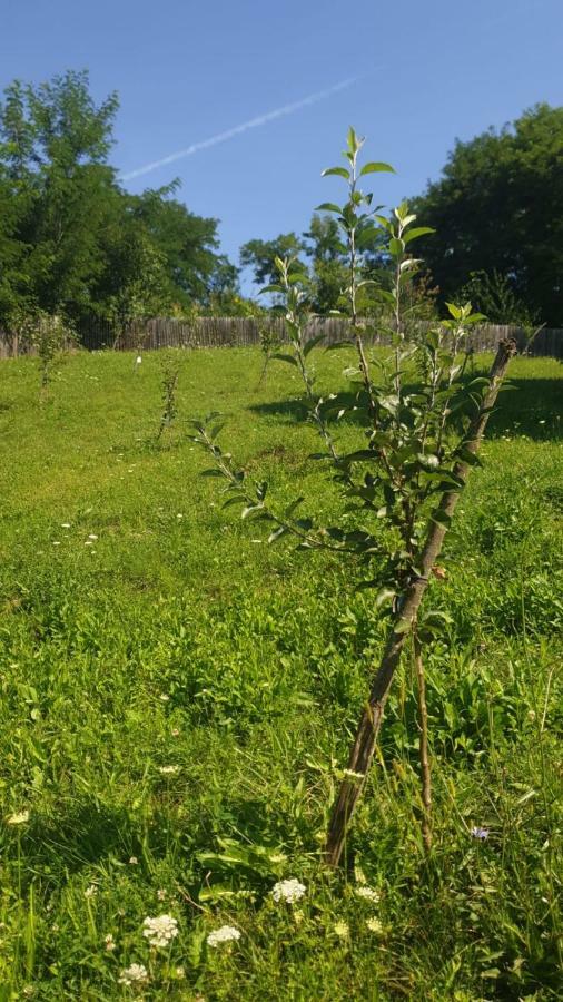 Apartamento La Curtea Argeseana Valea Iasului Exterior foto